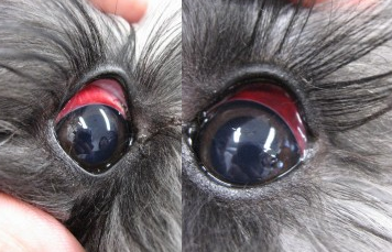 結膜下出血 けつまくかしゅっけつ 目の異常 犬の病気サイト 犬の病気 症状 健康の教科書
