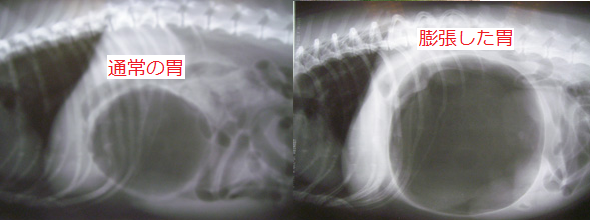 胃拡張 胃捻転 いかくちょう いねんてん 消化器 犬の病気サイト 犬の病気 症状 健康の教科書