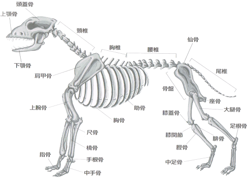 犬の骨
